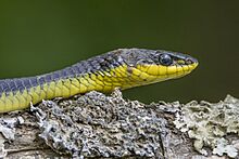 Common tree snake (Dendrelaphis punctulatus) Daintree 5