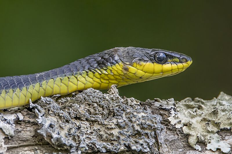Common tree snake (Dendrelaphis punctulatus) Daintree 5