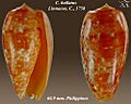 Conus bullatus 4