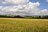 Cornish fields at Kernock near Pillaton - geograph.org.uk - 1395823.jpg