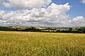 Cornish fields at Kernock near Pillaton - geograph.org.uk - 1395823