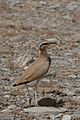 cream-colored courser camouflaged for the desert
