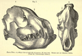 Crocuta silvanensis skull
