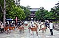 Deer roaming in Nara city. 2010
