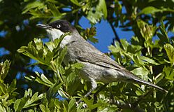 Eastern Orphean Warbler - Uzbekistan S4E8419 (18675147404)-cropped.jpg