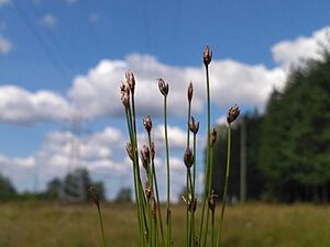 Eleocharis quinqueflora 84850170.jpg