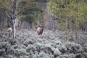 Elk in wild