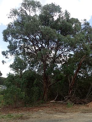 Eucalyptus acaciiformis.jpg