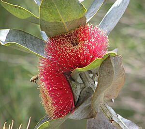 Eucalyptus macrocarpa