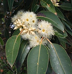 Eucalyptus placita.jpg