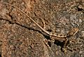Fan-throated Lizard (Sitana ponticeriana) W IMG 7530