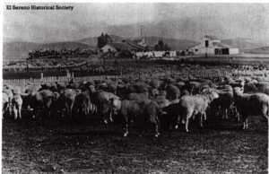 Flock of sheep with houses in background, Los Angeles County, about 1880