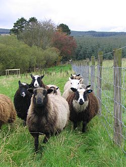 Flock of shetland sheep