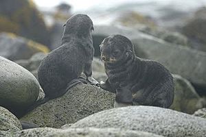 Fur seal pups from St. Paul Island by USFWS