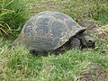 Gigantic Turtle on the Island of Santa Cruz in the Galapagos