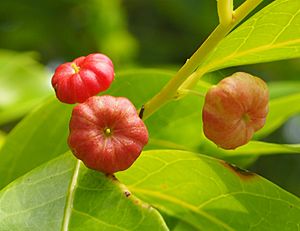 Glochidion ferdinandi fruits