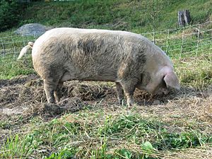Gloucestershire Old Spot sow