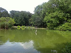 Goose Pond in Tilly Park jeh