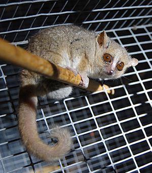 A large-eyed lemur perched on a wooden rod with the long furry tail dropping down