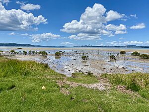 Harbour View Beach Reserve, Te Atatu Peninsula
