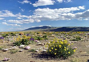 Hare desert-blooms