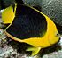 Holacanthus tricolor 1 (cropped).jpg