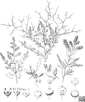 Iconography of Australian salsolaceous plants (1889) (20753024951).jpg