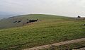 Iford Hill from Swanborough Hill - geograph.org.uk - 1143782