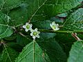 Ilex verticillata - Winterberry, female