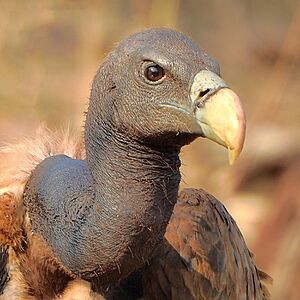 Indian vulture (Gyps indicus) Close-up by Shantanu Kuveskar