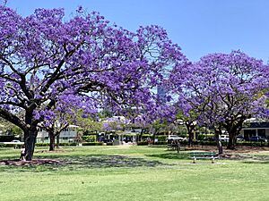Jacaranda mimosifolia trees in New Farm Park, Queensland, 08