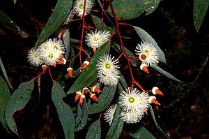 Jarrah - Eucalyptus marginata
