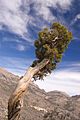 Juniperus osteosperma 1