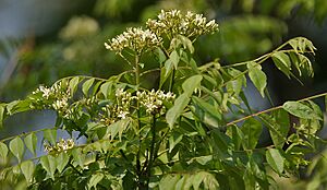 Kadi Patta (Murraya koenigii) flowers & leaves at Jayanti, Duars W Picture 167