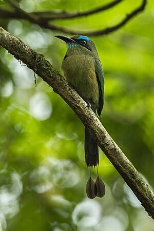 Keel-billed Motmot - Sarapiqui - Costa Rica S4E0981 (26404351020).jpg