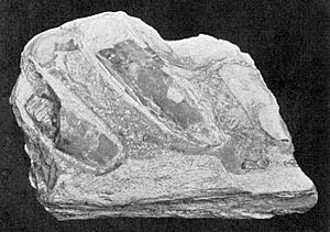 Kronosaurus queenslandicus holotype