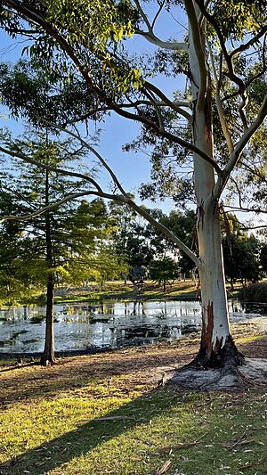 Lake in Prendwick Park, Willetton, 27 January 2022, Portrait