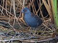 Laterallus jamaicensis - Black Rail; Arari, Maranhão, Brazil