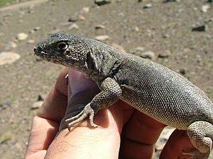 Liolaemus thermarum.jpg