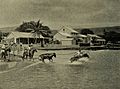Loading Cattle at Kailua, Geography of the Hawaiian Islands (1908)