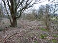 Lower Dicker SSSI (3)
