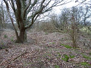 Lower Dicker SSSI (3)