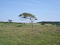 Lullington Heath - a solitary tree - geograph.org.uk - 1180424