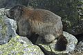 M. marmota latirostris (Tatra Mountains)