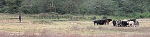 Maasai man with cattle