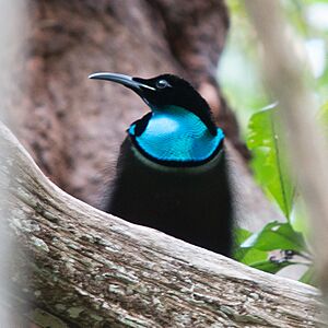 Magnificent Riflebird.jpg