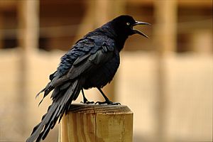 Male Great Tailed Grackle