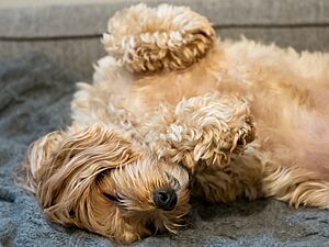 Maltipoo female dog sleeping (00805)