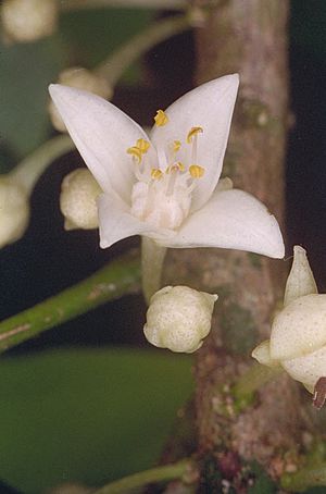 Medicosma fareana flower