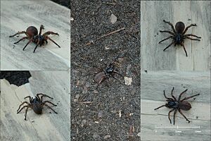 MelbourneTrapdoorSpider-composite-scale